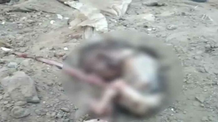 6 month old fetus found